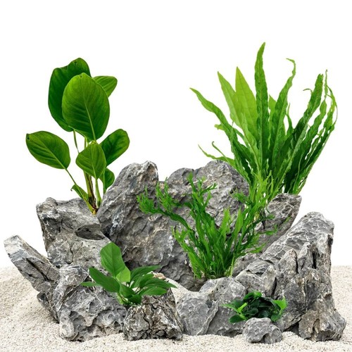 Set piante con vaso per - set, di