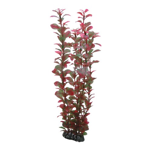 Hobby ludwigia pianta - hobby, 34